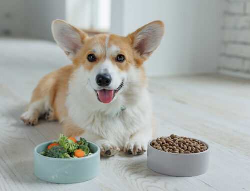 Change is Hard: Transitioning Your Pet’s Food