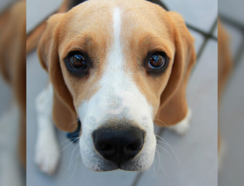 Pancreatitis in Dogs and Cats: What Every Pet Parent Should Know