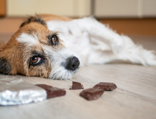 Top 11 Holiday Foods That Can Send Pets to the ER