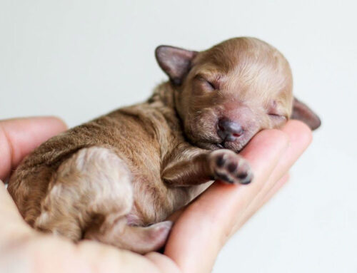 Gentle Handling: Creating Calm, Comfort, and Trust in Every Visit