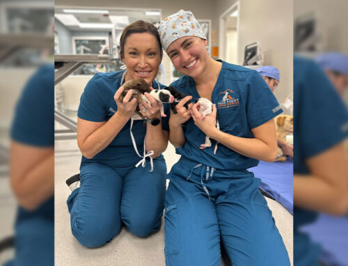 Beyond the Clinic: How Page Point Is Changing Pet Lives